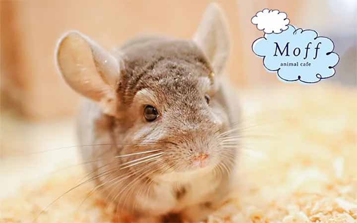 Moff animal cafe CUTE CUBE 原宿店
