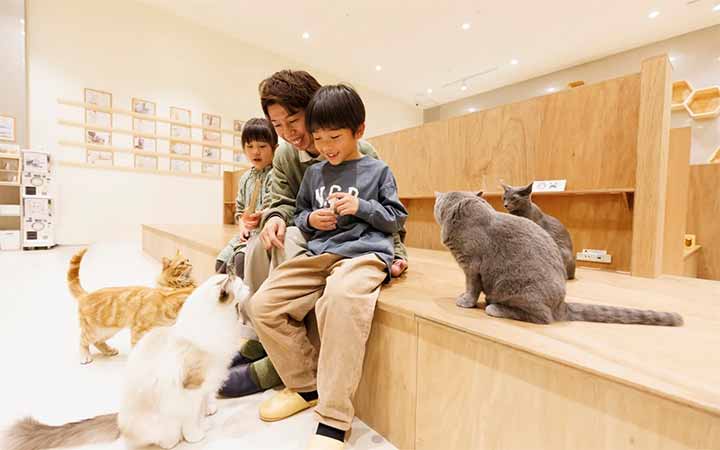 Cat Café MOFF イオンモール川口前川店