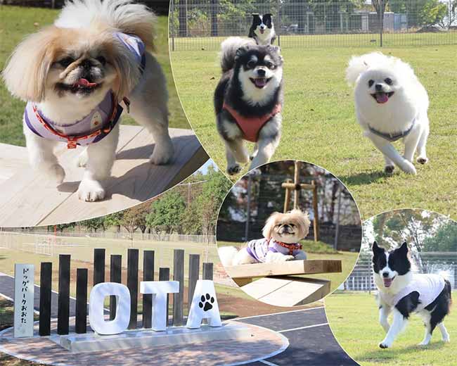 ドッグパークおおた