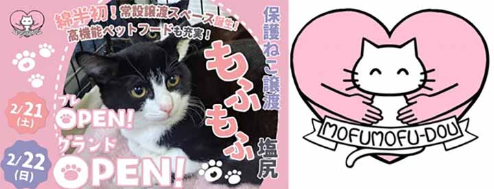 保護ねこ譲渡 もふもふ塩尻