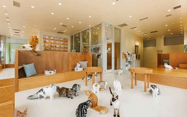 Cat Café MOFF コクーンシティさいたま新都心店