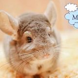 Moff animal cafe CUTE CUBE 原宿店