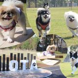 ドッグパークおおた